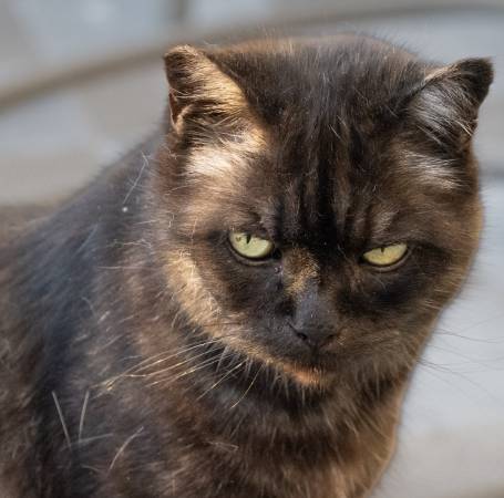 Lost cat