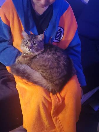 Lost Cat in Garibaldi