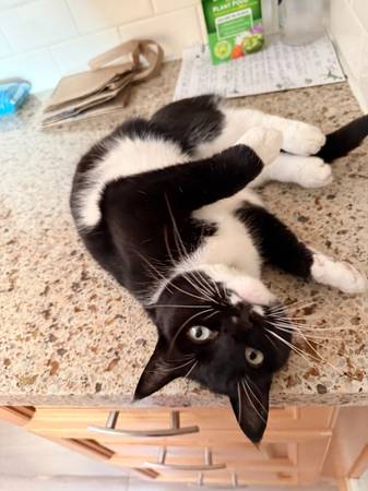 Lost Cat in Beaverton