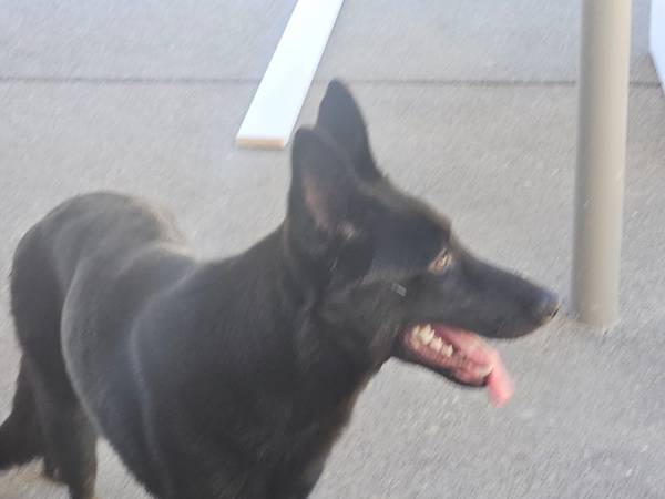 Found dog