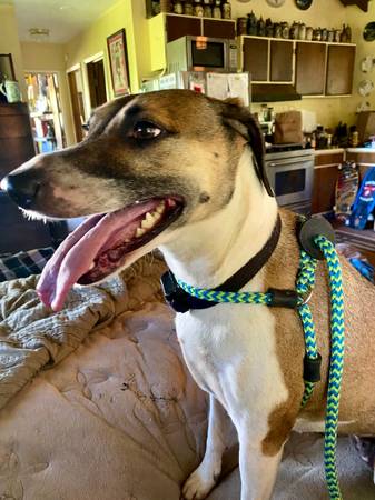 Lost Dog in Vancouver