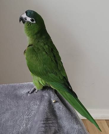 Lost Bird in Williams And Rita