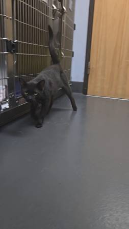 Found cat