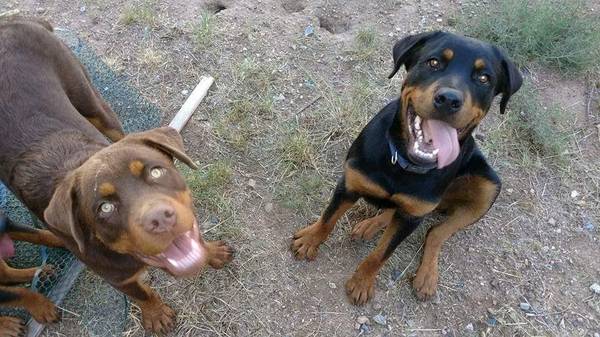 Lost Dog in Prescott