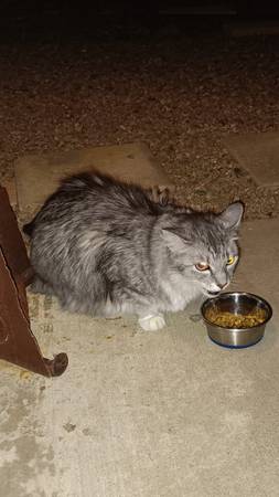 Found Cat in Prescott Valley
