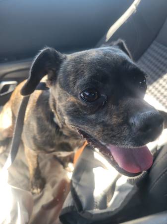 Found Dog in Mayer