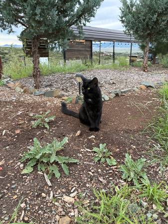 Lost Cat in Humboldt