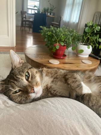 Lost Cat in Providence