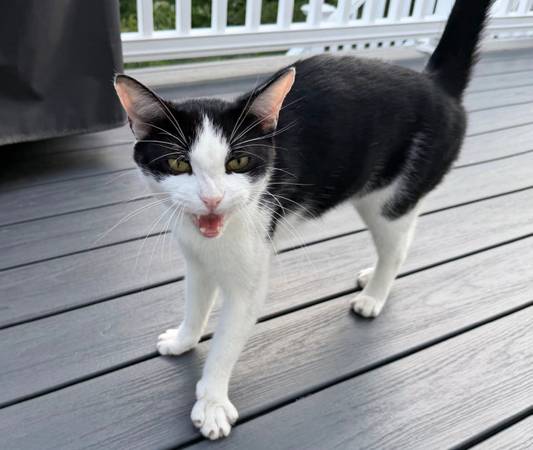 Found Cat in North Providence