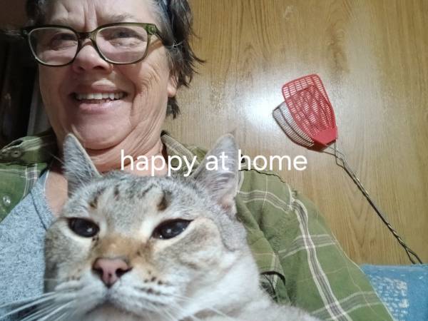 Lost Cat in Santaquin