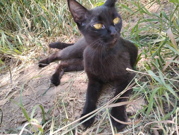 Lost Cat in Kyhv Trail