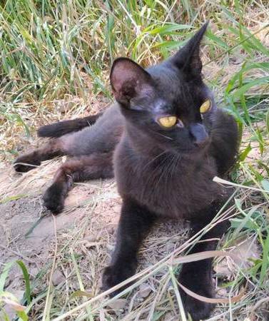 Lost cat