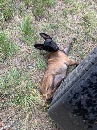 Lost Dog in La Veta