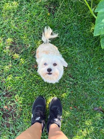Lost pet