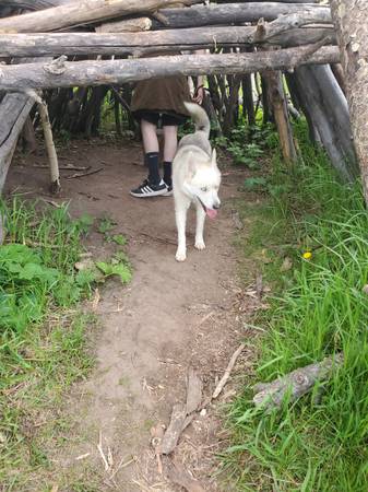 Lost dog