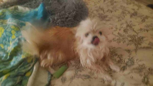 Lost Dog in CañOn City