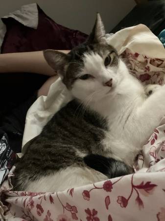 Lost Cat in Trevor