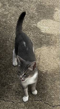 Found cat