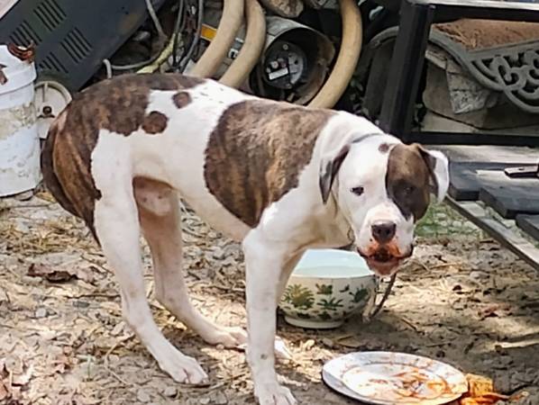 Found Dog in Benson