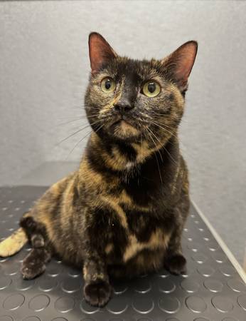 Lost Cat in Chapel Hill