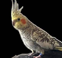 Lost Bird in Raleigh