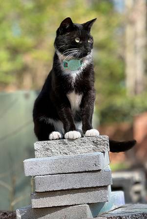 Lost Cat in Rolesville