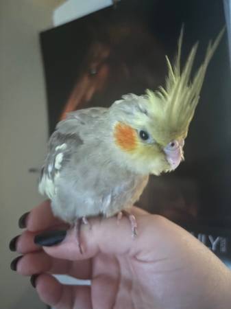 Lost bird