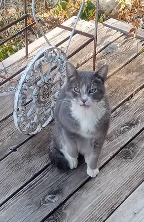 Found Cat in Red Bluff