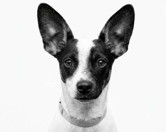 Lost Dog in Redding