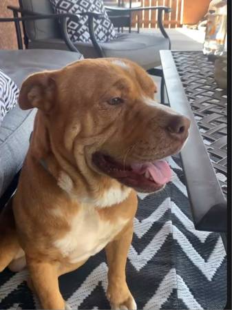 Found Dog in Redding
