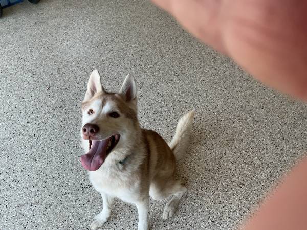 Found dog