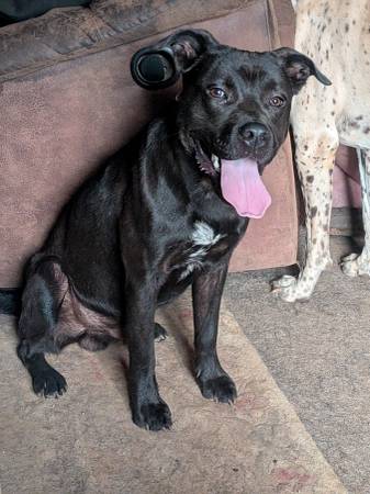 Found Dog in Bella Vista