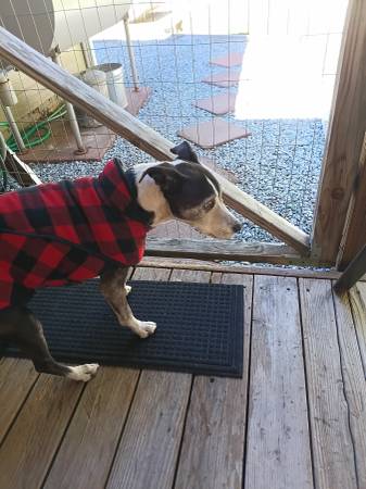 Found Dog in Shingletown