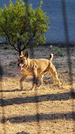 Found Dog in Redding