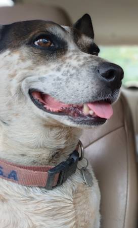 Lost Dog in Shasta Lake City