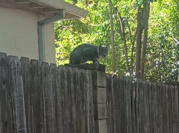 Found Cat in Redding