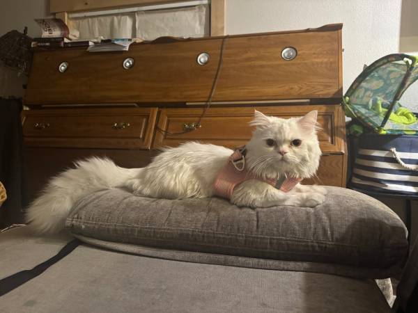 Lost Cat in Reno