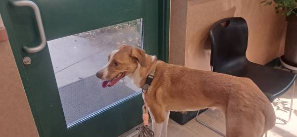 Found dog