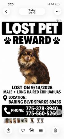 Lost Dog in Sparks