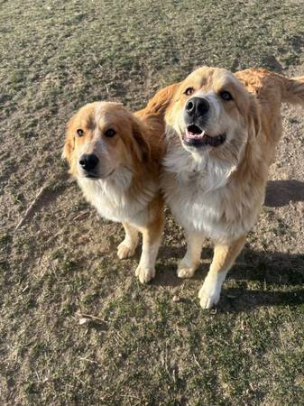 Lost Dog in Sparks