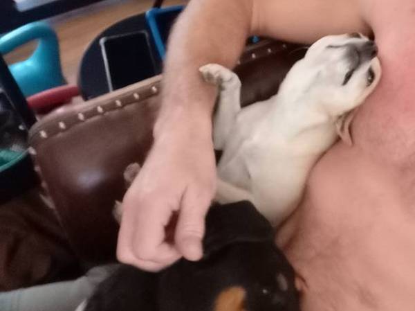 Lost dog