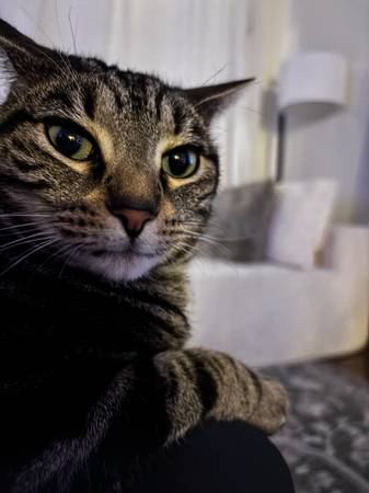 Lost Cat in Magnolia Green