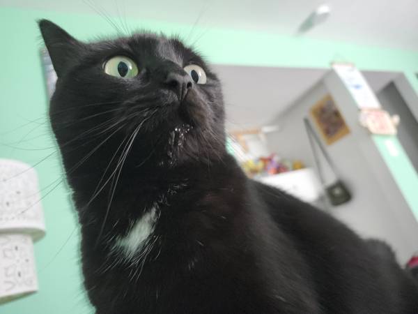 Lost cat