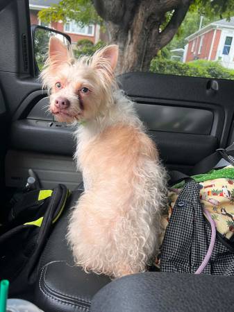 Found dog