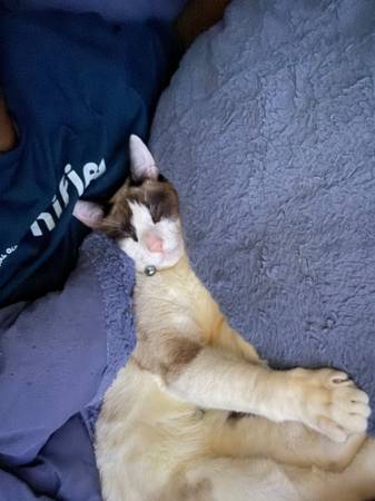 Lost Cat in Roanoke
