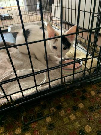 Found Cat in Rochester