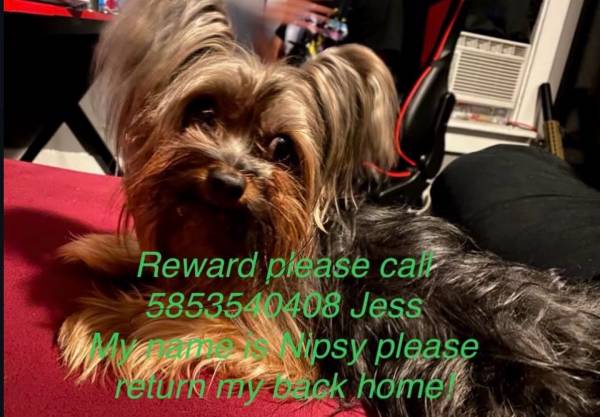 Lost Dog in Rochester