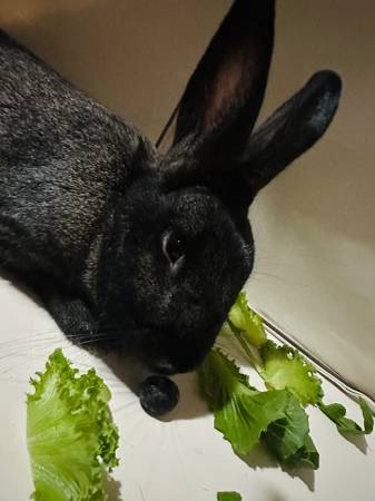 Found rabbit