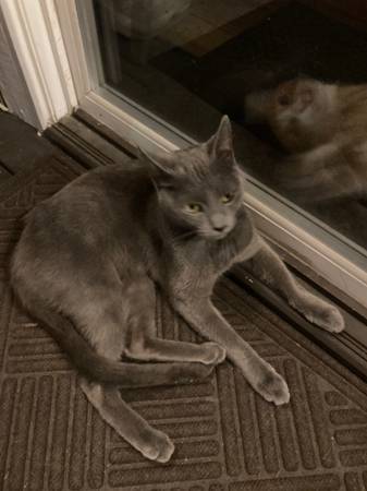 Found Cat in Rockford