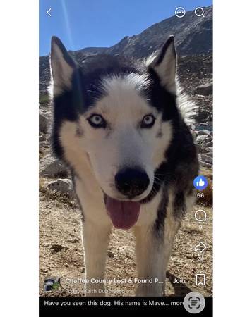 Lost dog